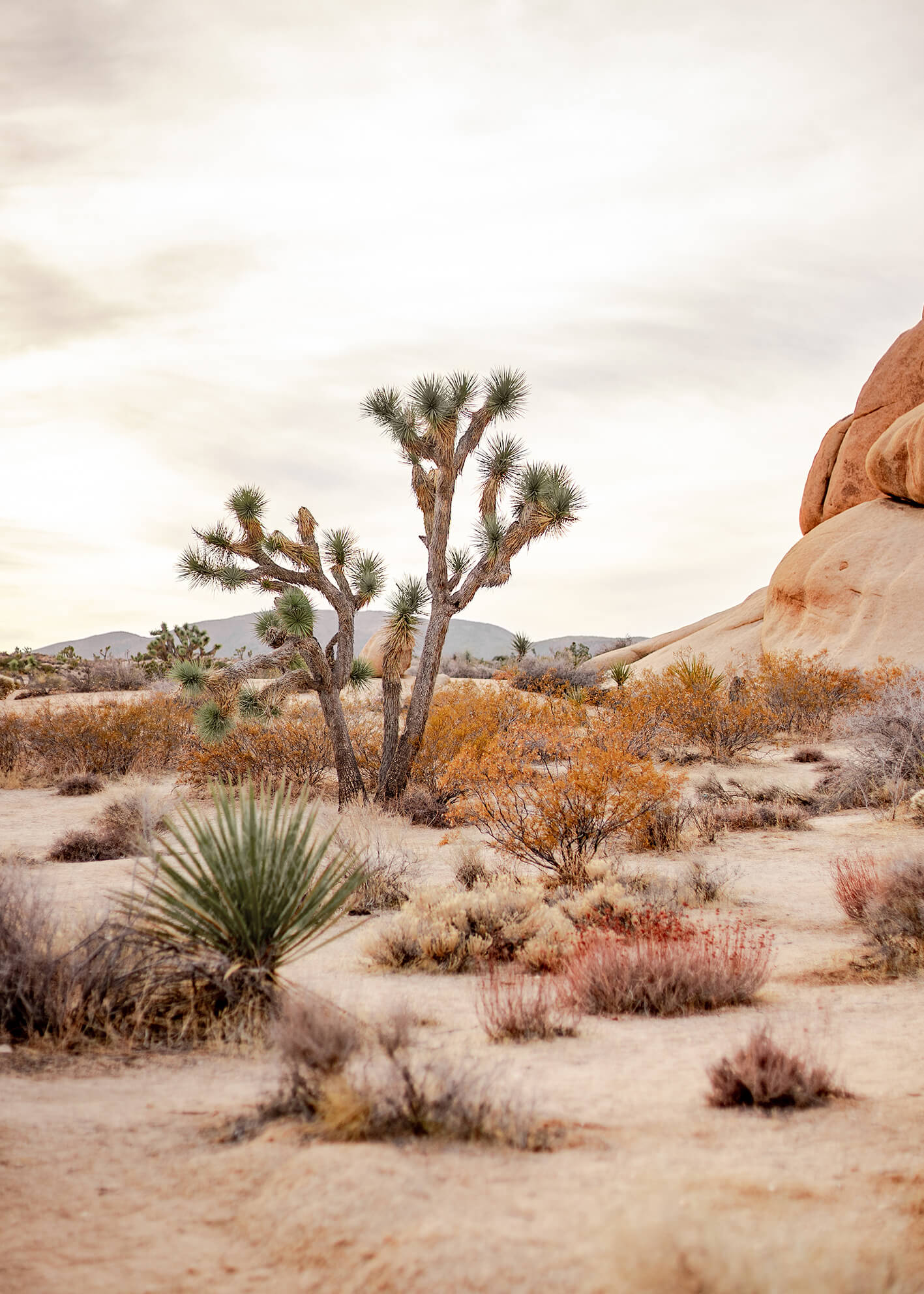 Canvastavla - Desert of California
