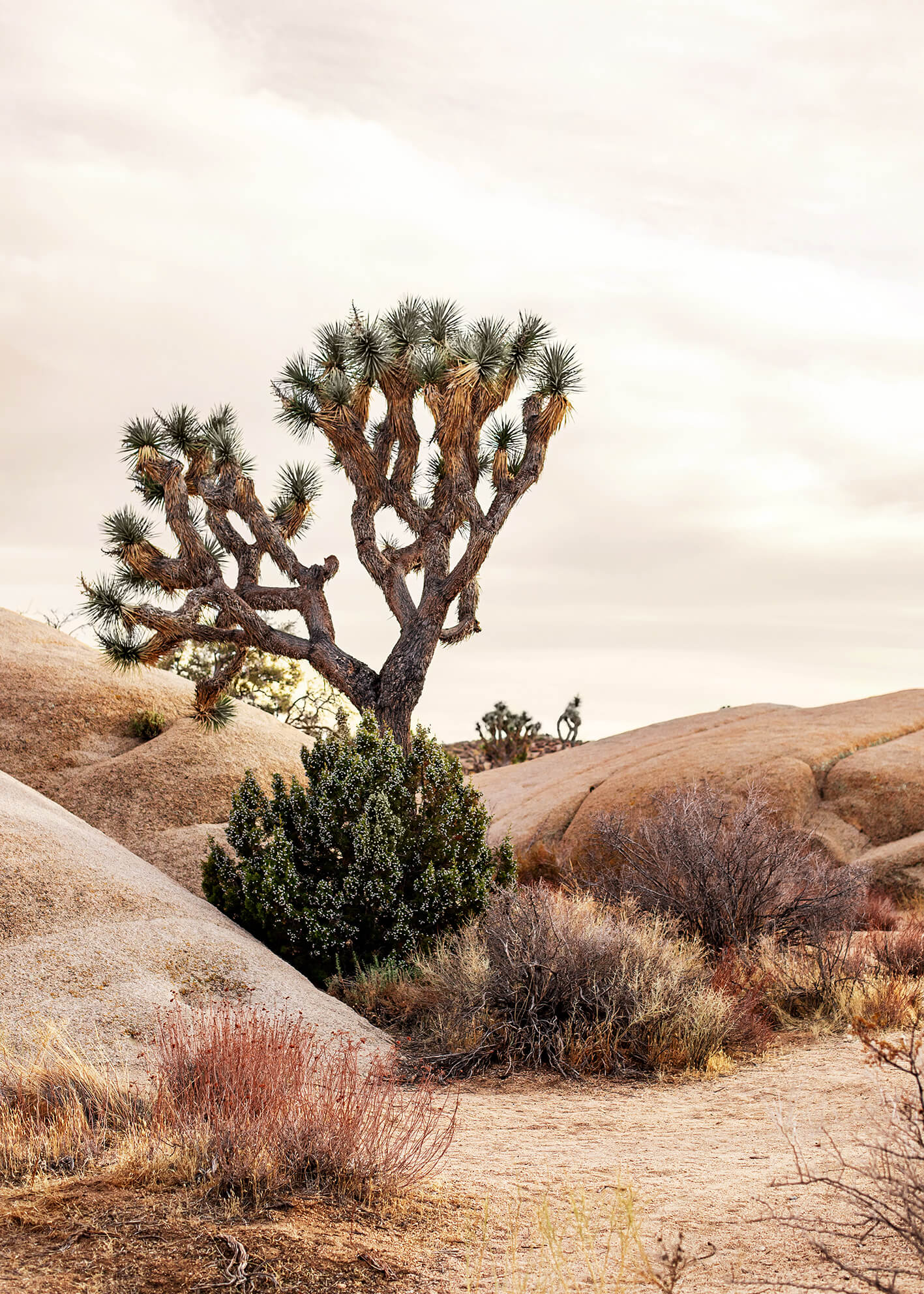 Canvastavla - Joshua Tree Desert