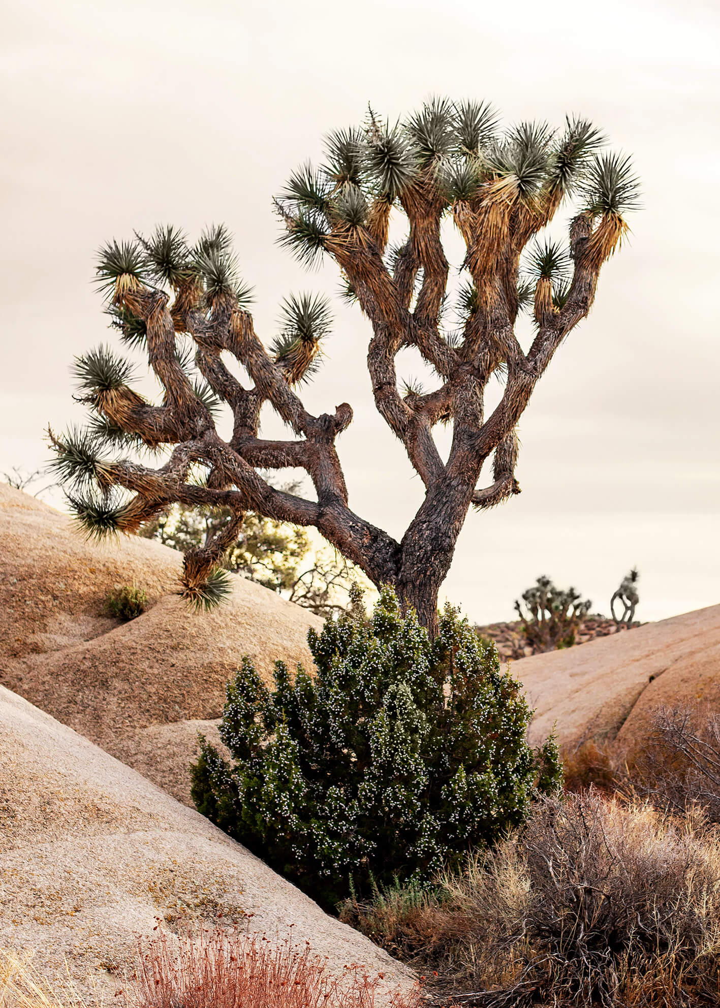 Canvastavla - Joshua Tree Desert