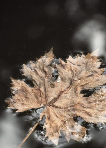 Canvastavla - Frozen Water