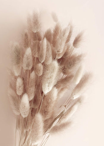 Canvastavla - Soft Pampas No1