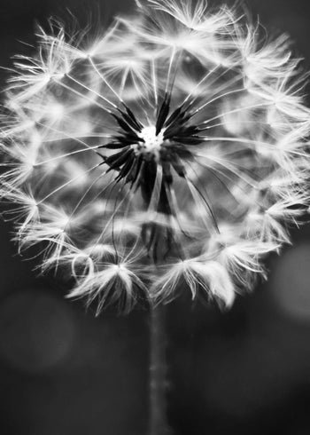Canvastavla - Dandelion wish