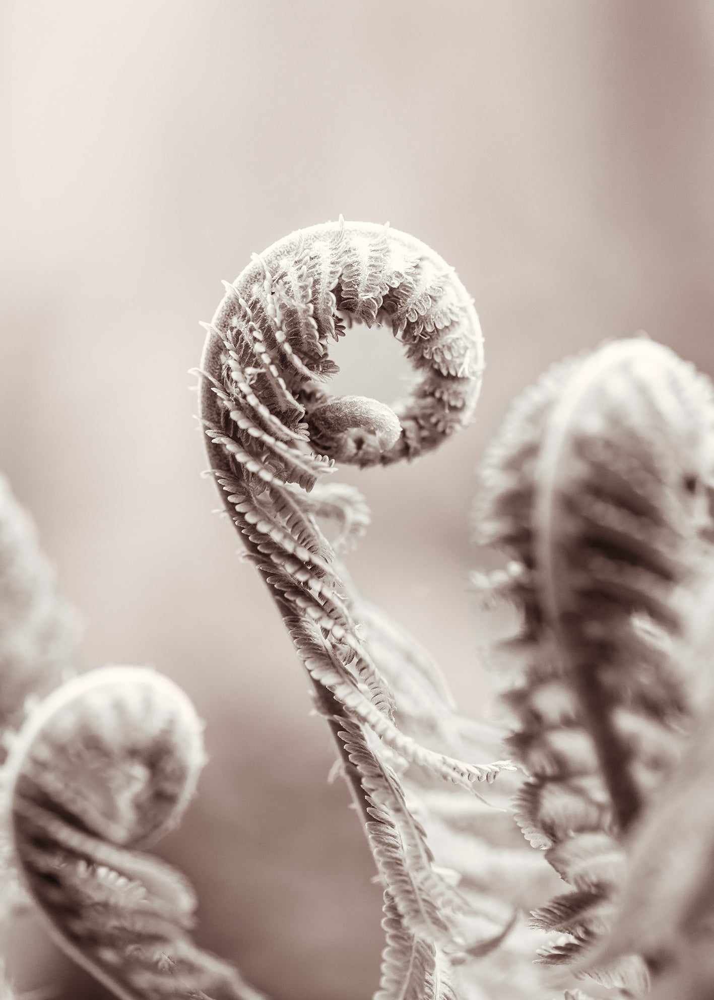 Canvastavla - Fern Leaves
