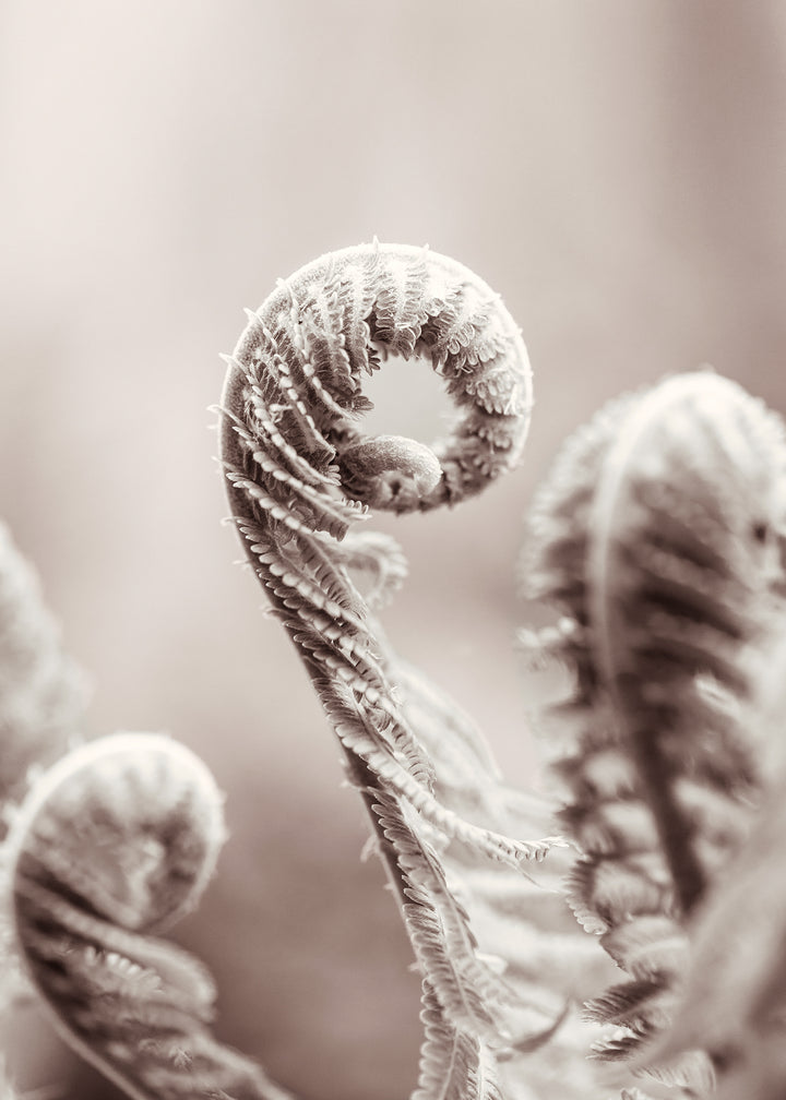 Canvastavla - Fern Leaves