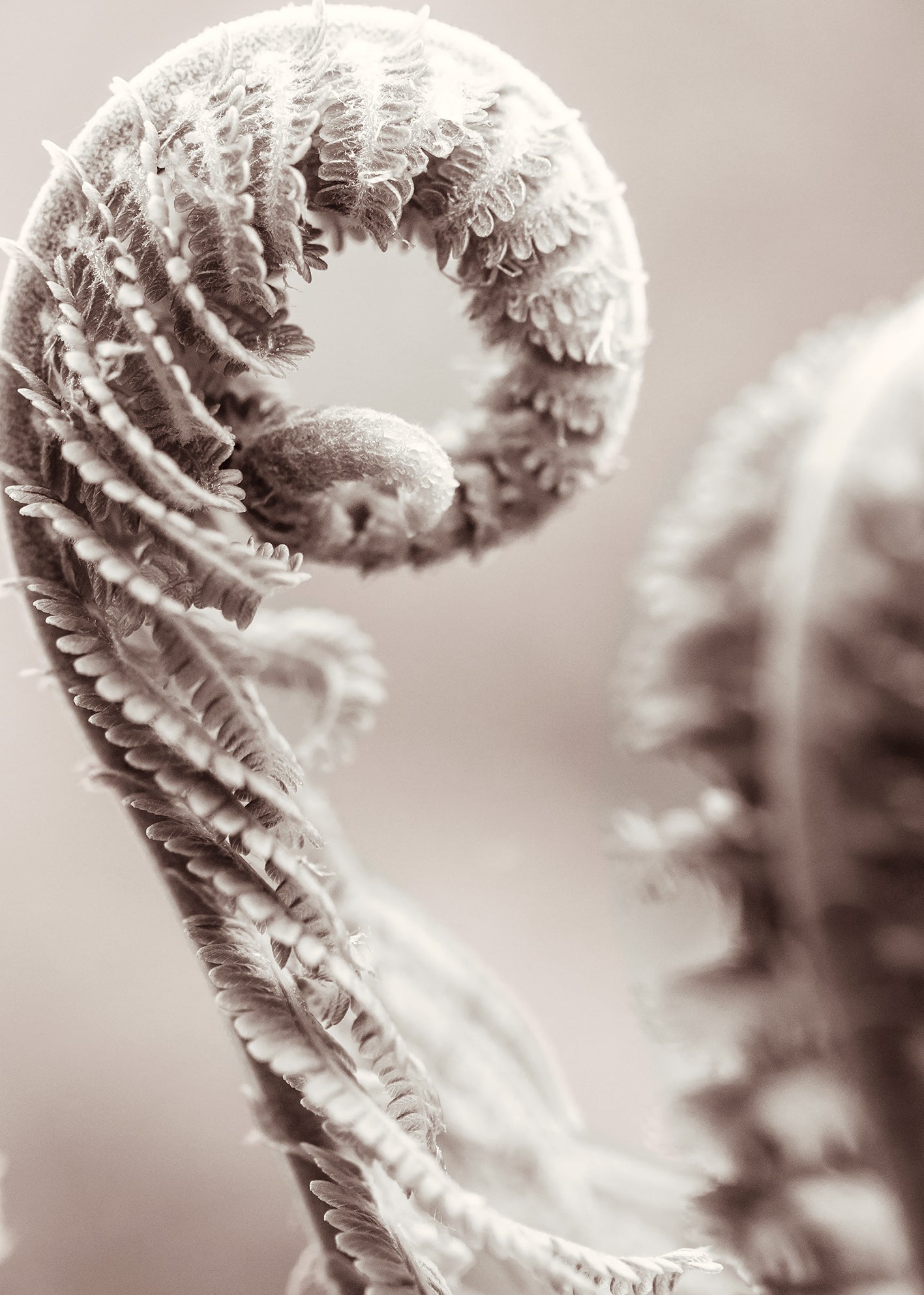 Canvastavla - Fern Leaves