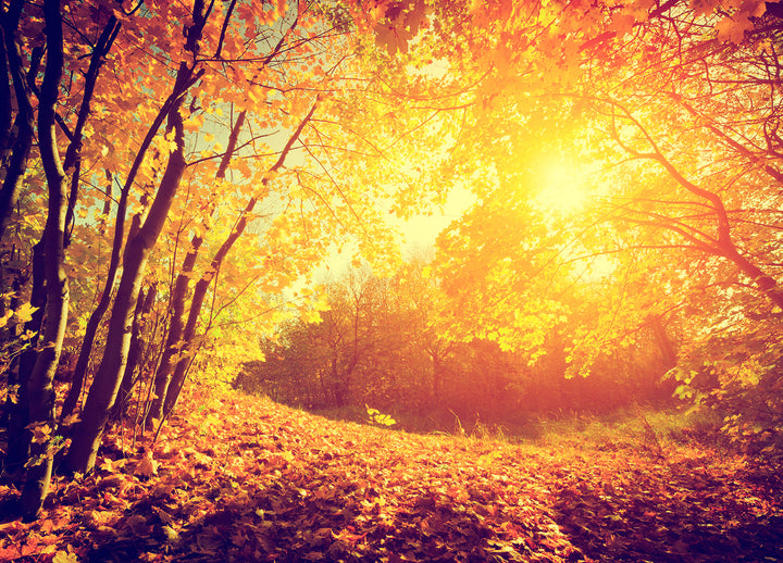 Canvastavla - Autumn forest