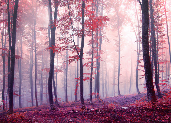 Canvastavla - Red Forest