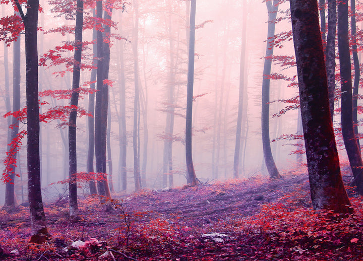 Canvastavla - Red Forest