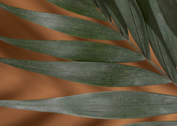 Canvastavla - Palm Shadows