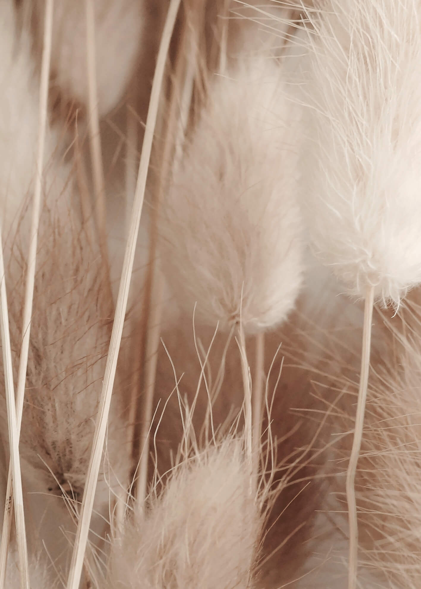 Canvastavla - Pampas Fluff