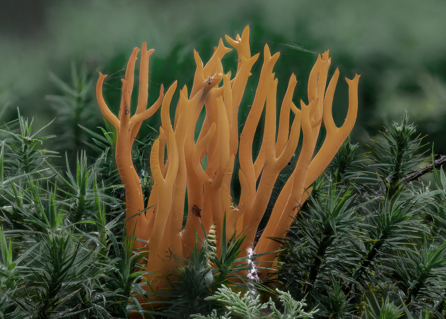 Canvastavla - Calocera