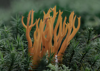 Canvastavla - Calocera