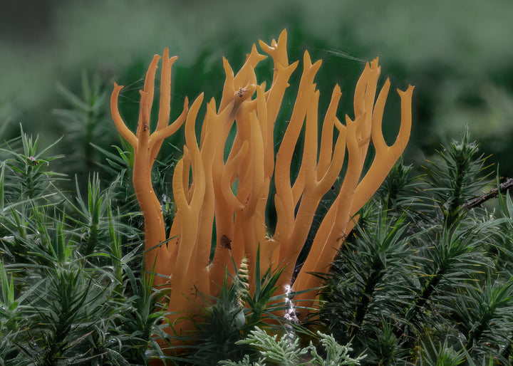 Ljuddämpande tavla - Calocera