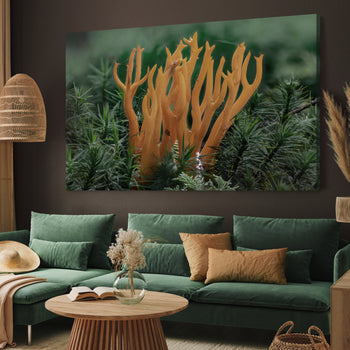 Canvastavla - Calocera