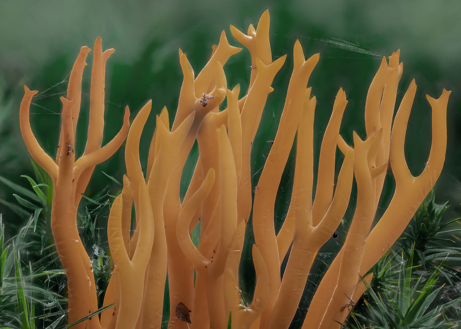 Ljuddämpande tavla - Calocera
