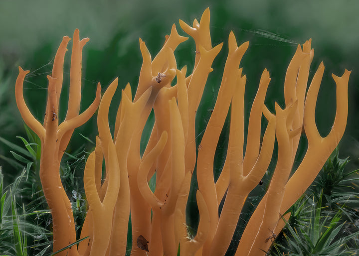Ljuddämpande tavla - Calocera