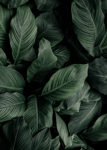 Ljuddämpande tavla - Greenish