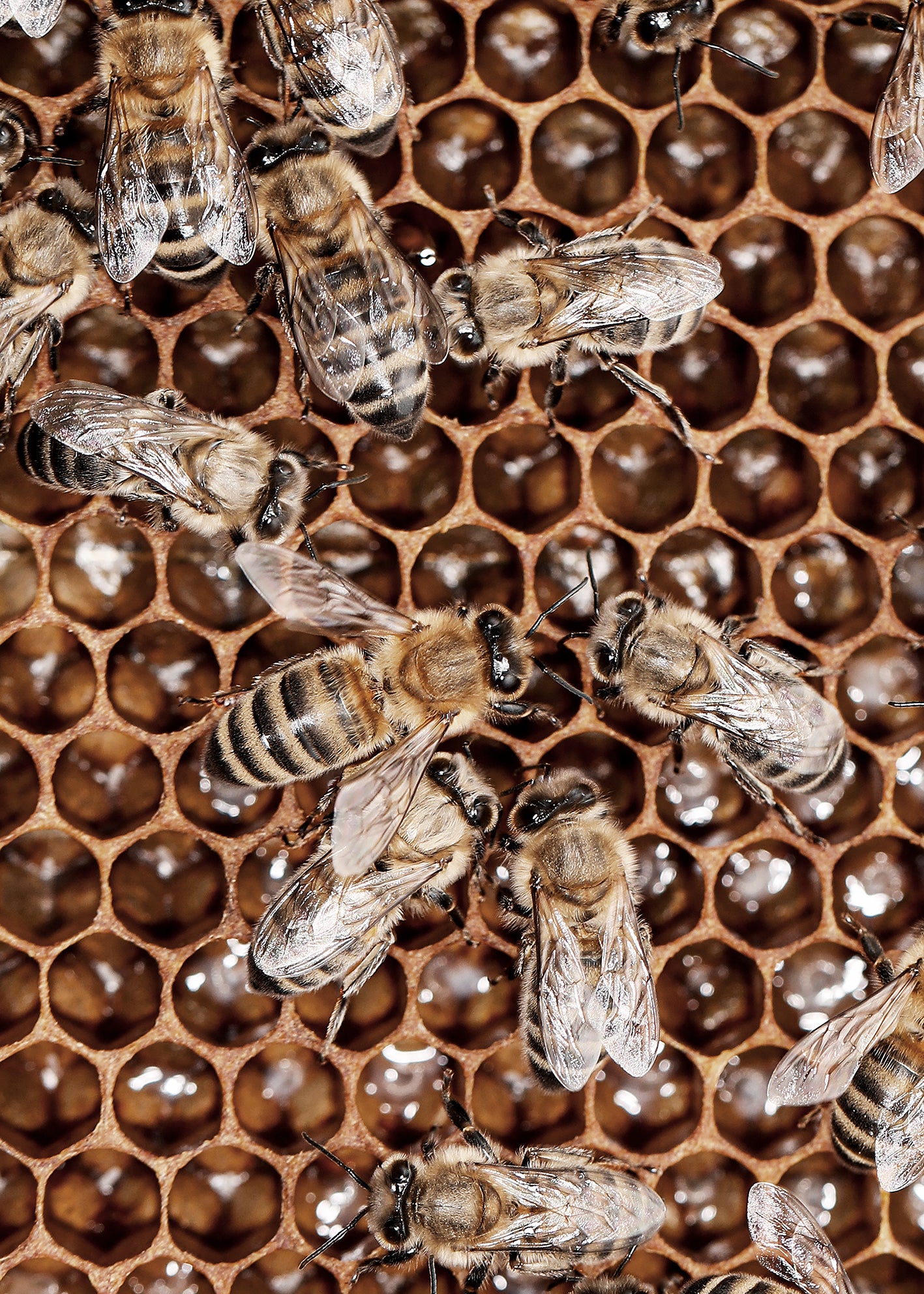Ljuddämpande tavla - Honey