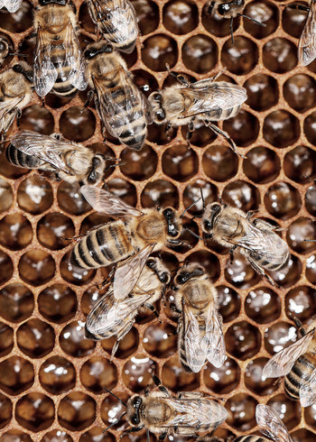 Ljuddämpande tavla - Honey