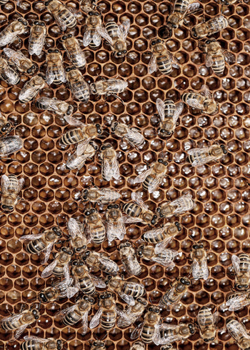 Canvastavla - Honey
