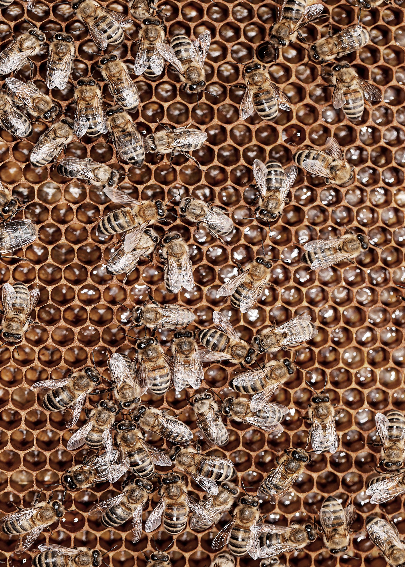 Ljuddämpande tavla - Honey