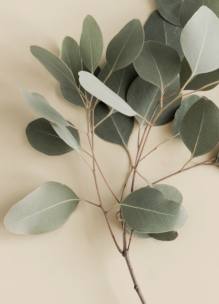 Canvastavla - Eucalyptus Branches