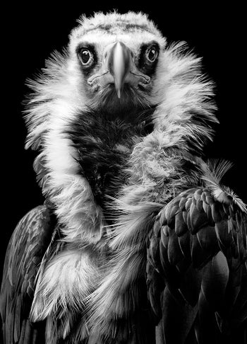 Canvastavla - Vulture