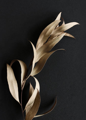 Canvastavla - Eucalyptus