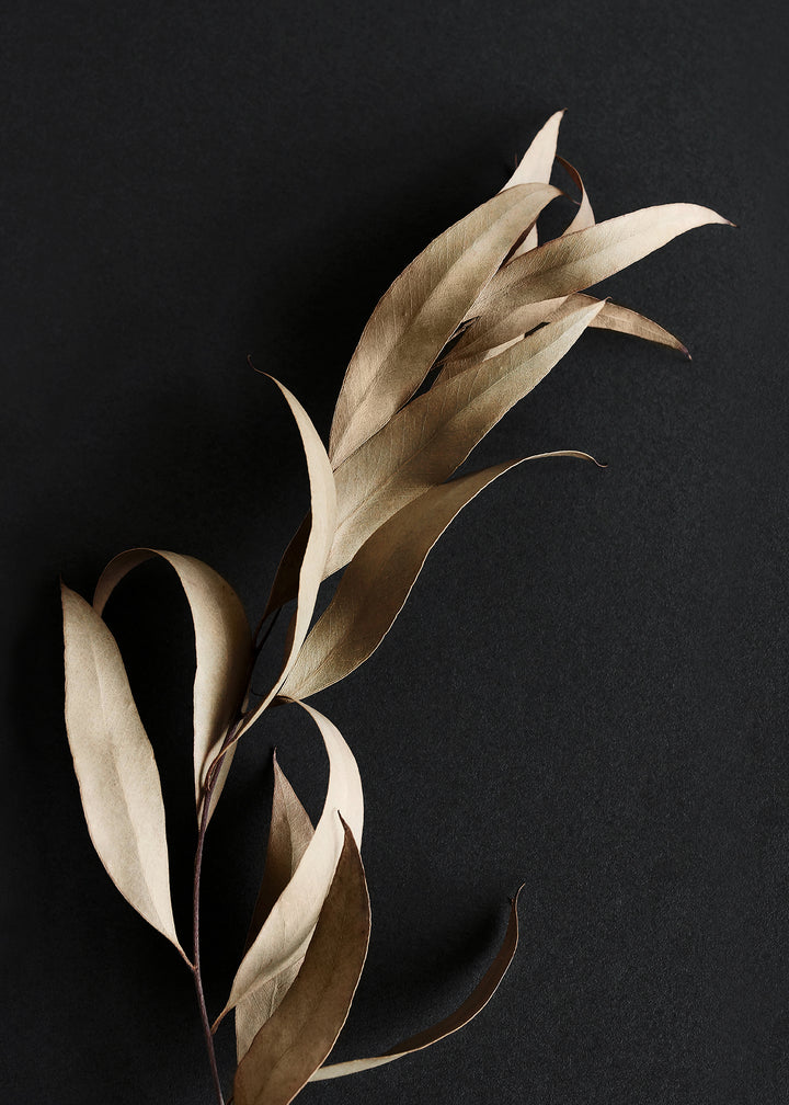 Canvastavla - Eucalyptus