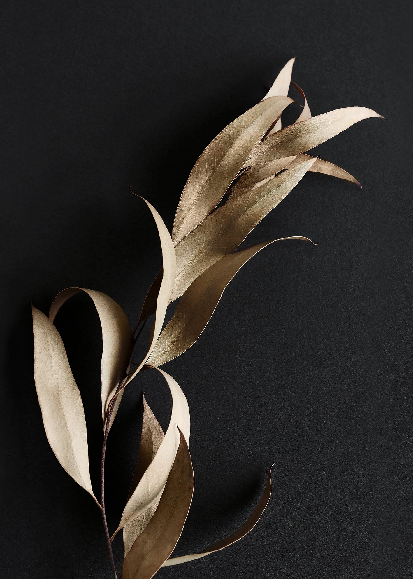 Ljuddämpande tavla - Eucalyptus