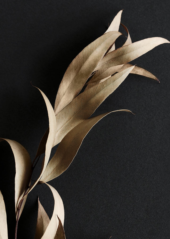 Canvastavla - Eucalyptus