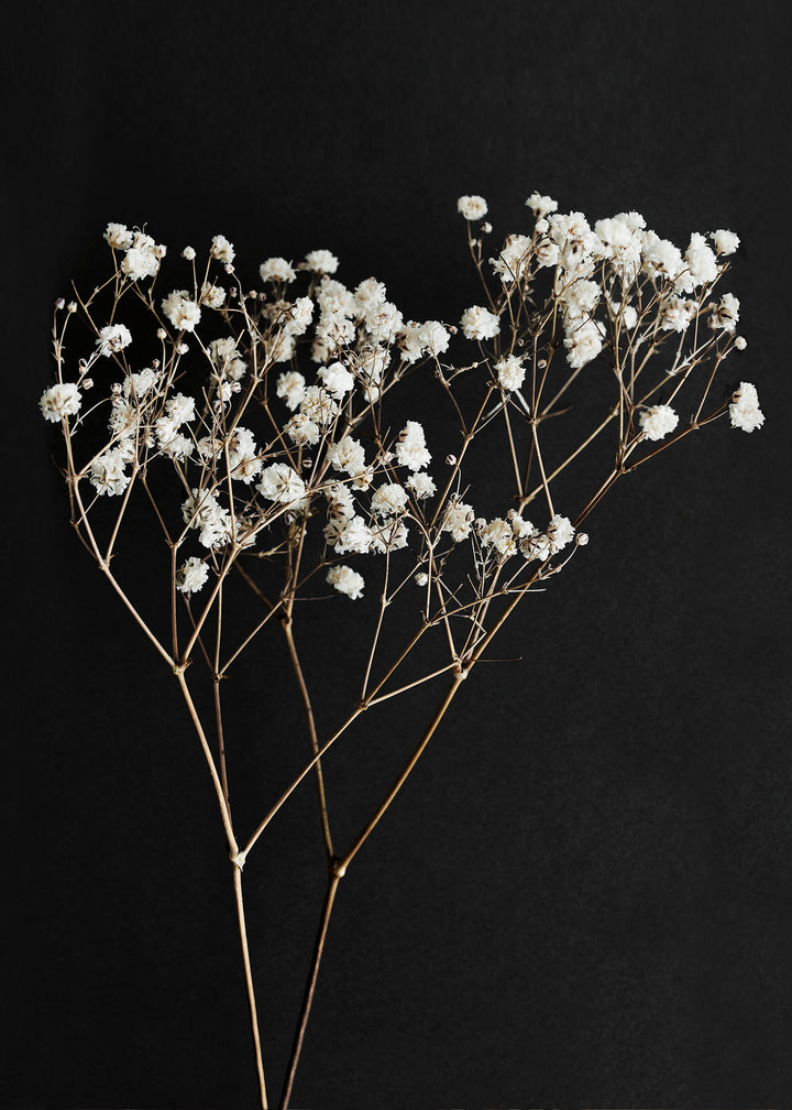 Canvastavla - Gypsophila