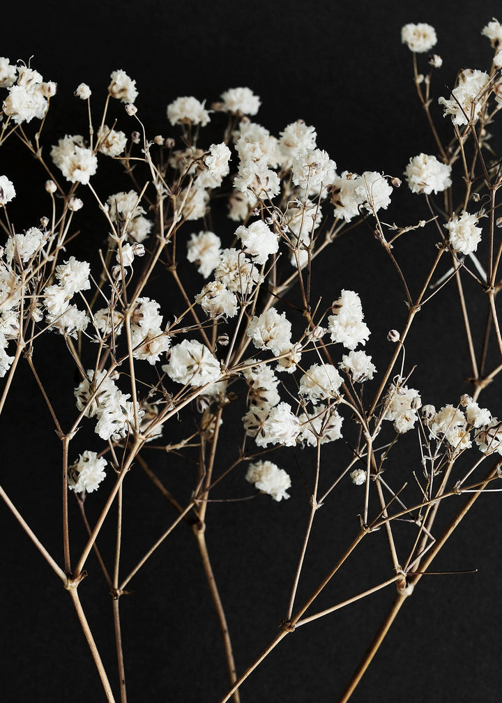 Ljuddämpande tavla - Gypsophila