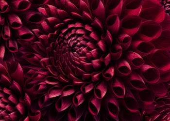 Canvastavla - Dahila Viva Magenta
