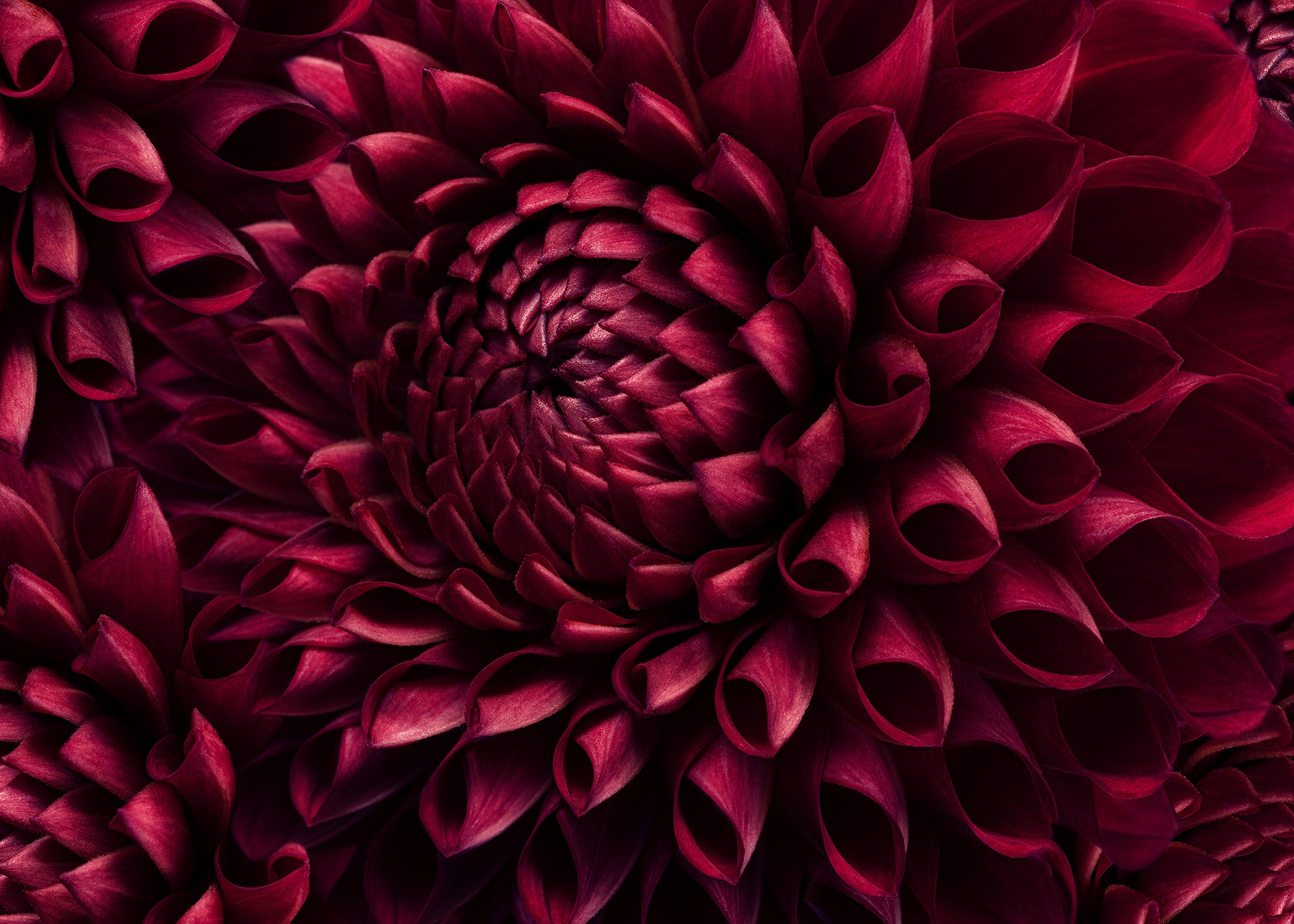 Canvastavla - Dahila Viva Magenta