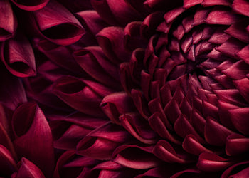 Canvastavla - Dahila Viva Magenta