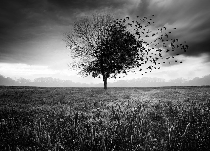 Canvastavla - Fly Away