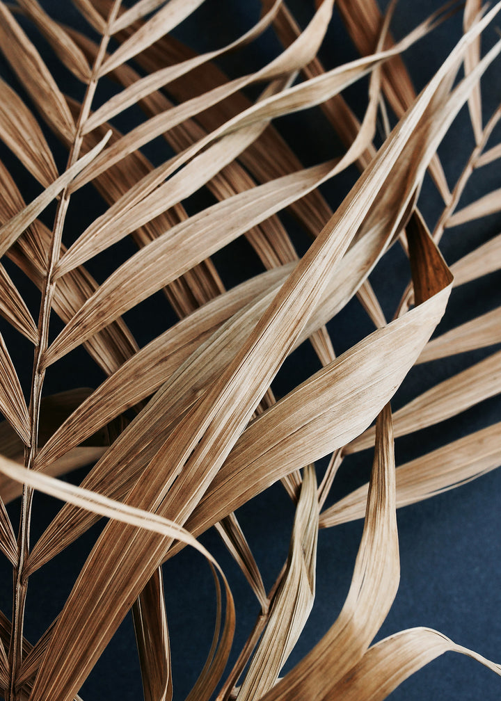 Ljuddämpande tavla - Dry Palm Leaves
