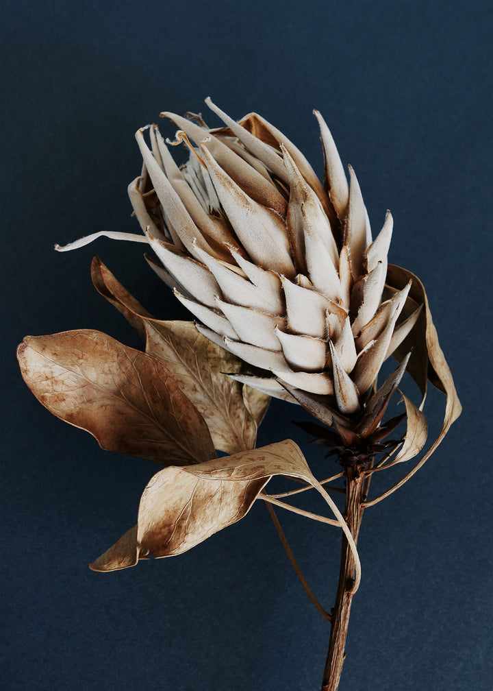 Canvastavla - Dry Protea