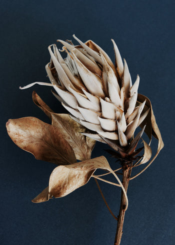 Ljuddämpande tavla - Dry Protea