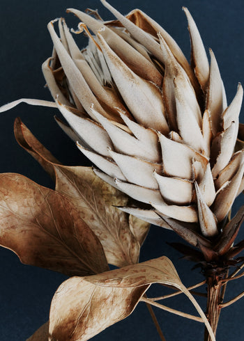 Ljuddämpande tavla - Dry Protea