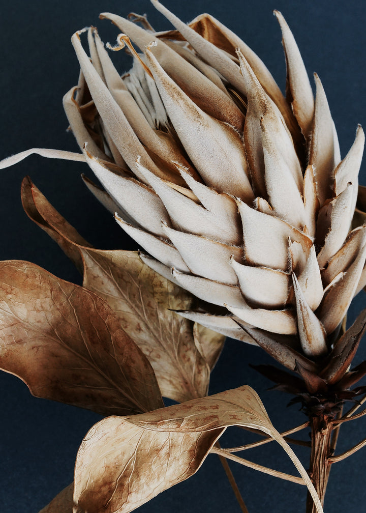 Ljuddämpande tavla - Dry Protea