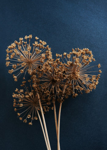 Ljuddämpande tavla - Allium