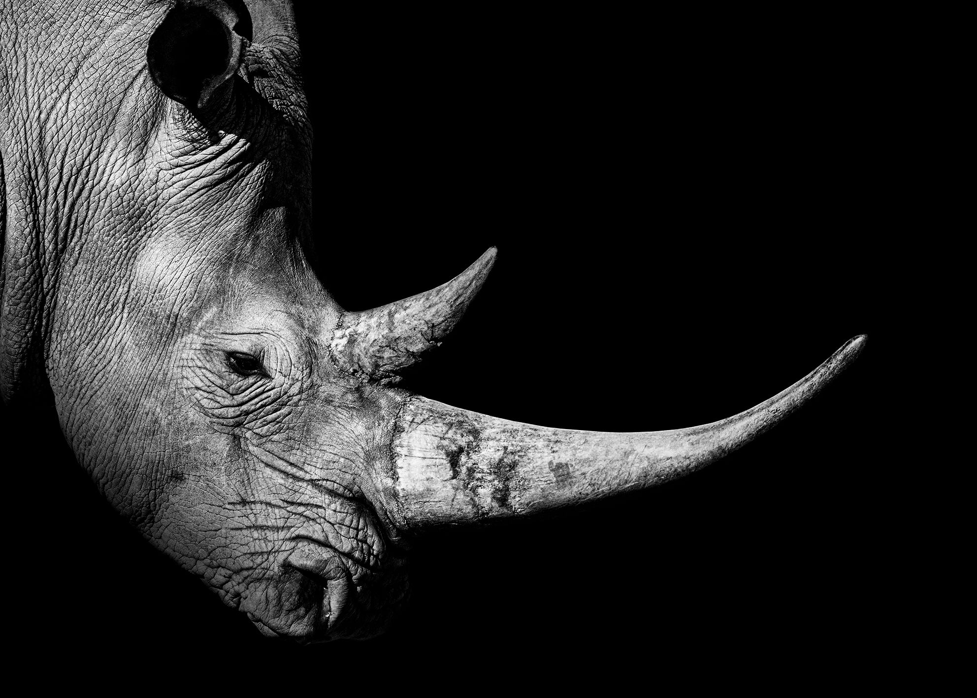 Canvastavla - Rhinoceros