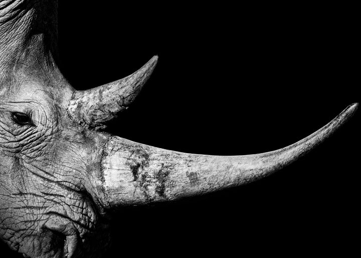 Canvastavla - Rhinoceros