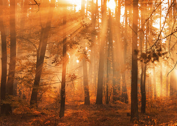 Canvastavla - Sunny Forest
