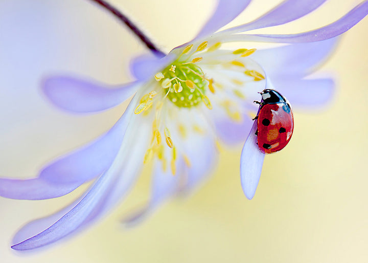 Tavla - Ladybug