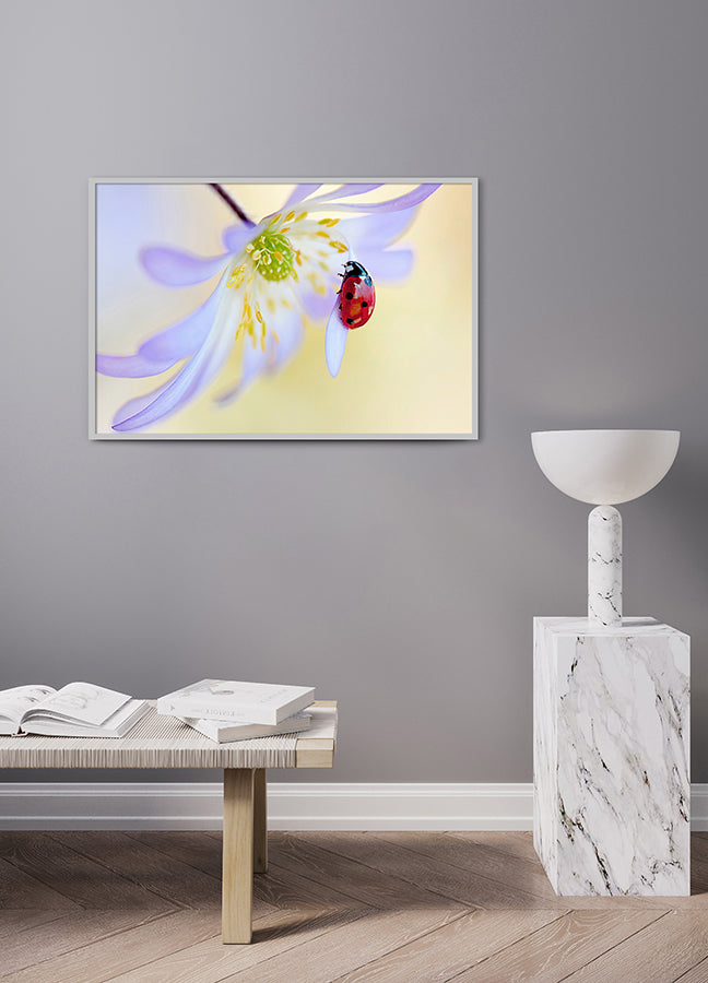 Poster - Ladybug