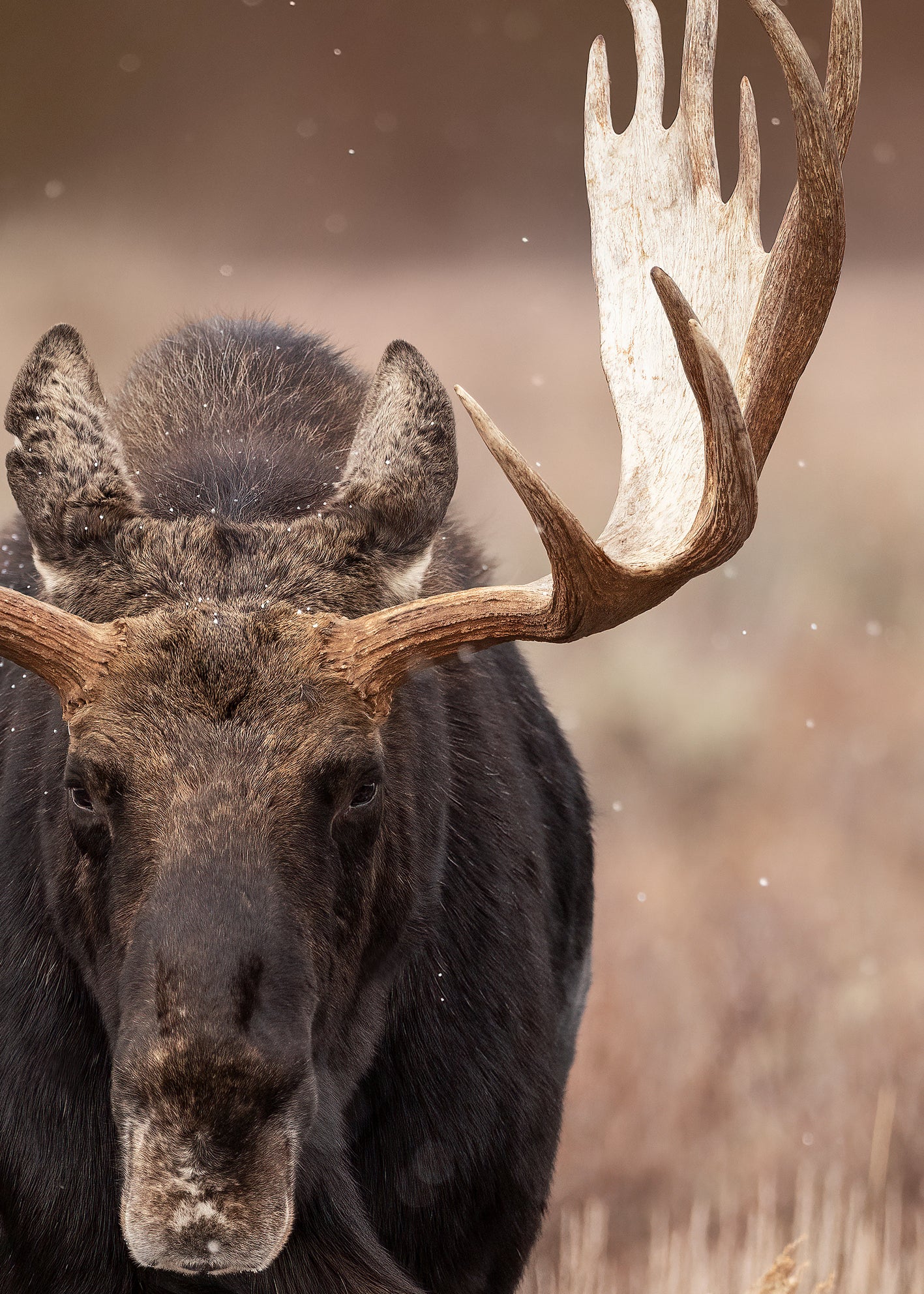 Canvastavla - Moose Majesty