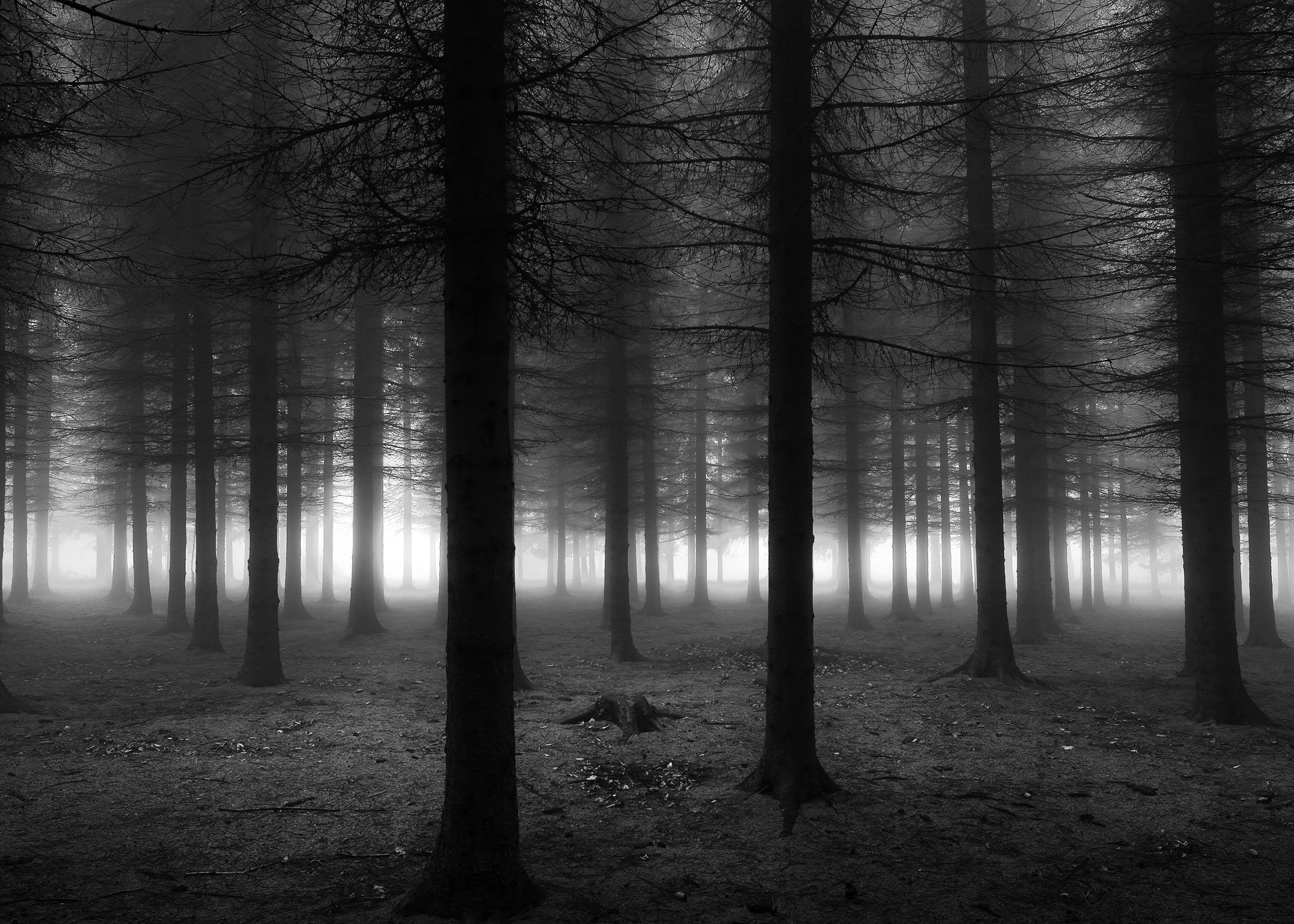 Canvastavla - Black Forest